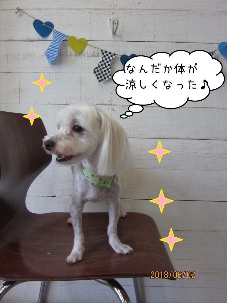 横顔マルチーズ