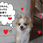 ニコニコチワワ