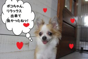 ニコニコチワワ