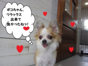 ニコニコチワワ