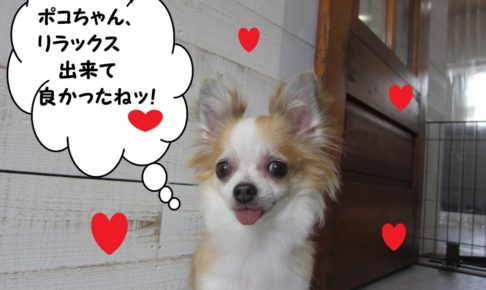 ニコニコチワワ