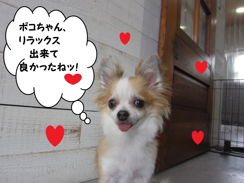 ニコニコチワワ