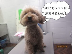 カット前トイプードル