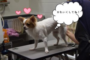 カット中チワワ