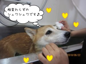 スパ中柴犬
