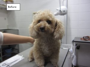 カット前トイプードル