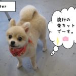 笑顔ポメラニアン