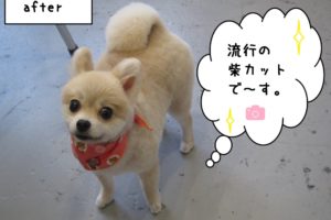 笑顔ポメラニアン