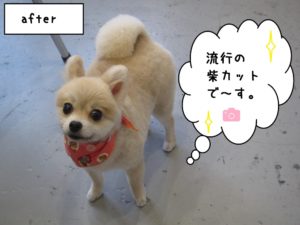 笑顔ポメラニアン