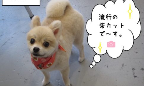 笑顔ポメラニアン