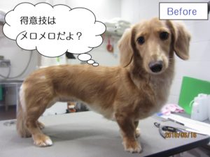 カット前ミニチュアダックス