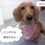 おすましミニチュアダックス