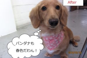 おすましミニチュアダックス