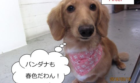 おすましミニチュアダックス