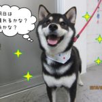 笑顔黒柴犬