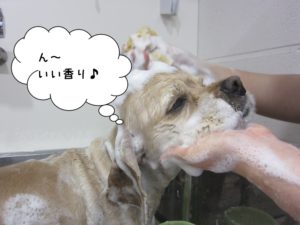 シャンプー中コッカー