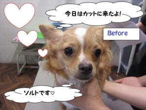 カット前チワワ