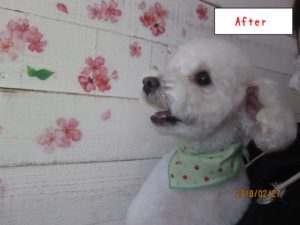 カット後トイプードル