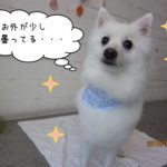 キラキラ白スピッツ