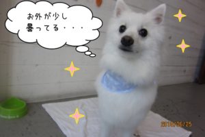 キラキラ白スピッツ