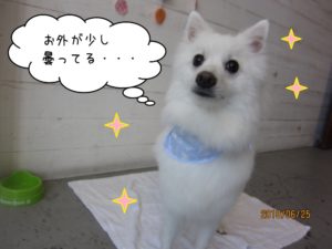 キラキラ白スピッツ