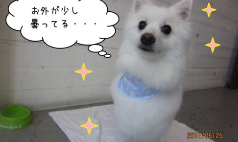 キラキラ白スピッツ