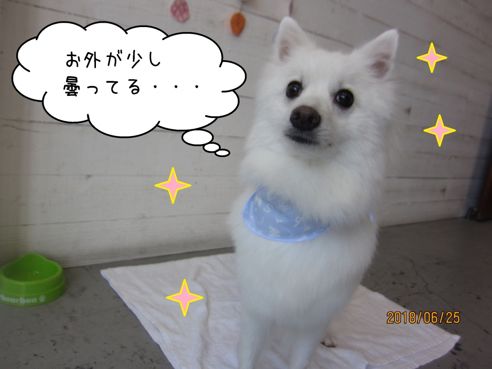 キラキラ白スピッツ