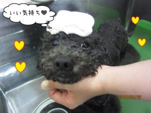 シャンプー中黒トイプードル