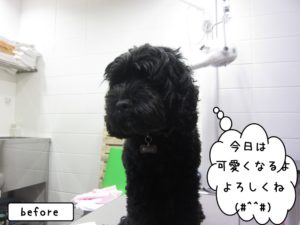 カット前ミックス