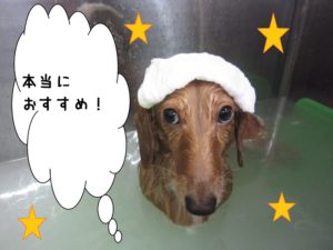 スパ中ミニチュアダックス