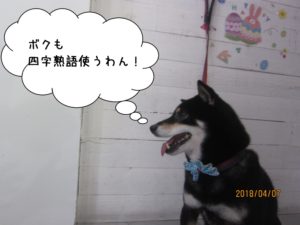 施術後柴犬