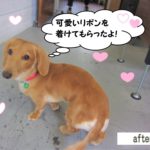 おすましミニチュアダックス