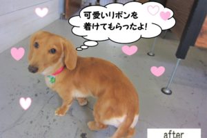 おすましミニチュアダックス