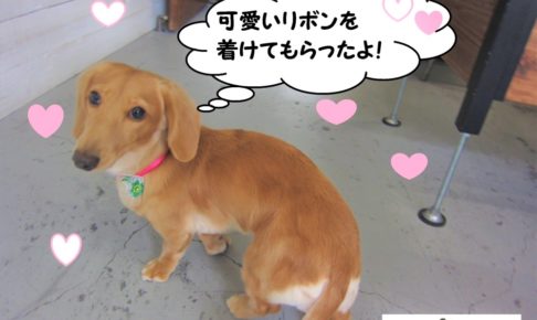 おすましミニチュアダックス