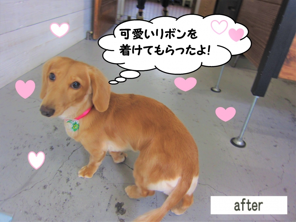 おすましミニチュアダックス