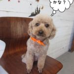 おすましおすわりトイプードル