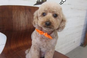 おすましおすわりトイプードル