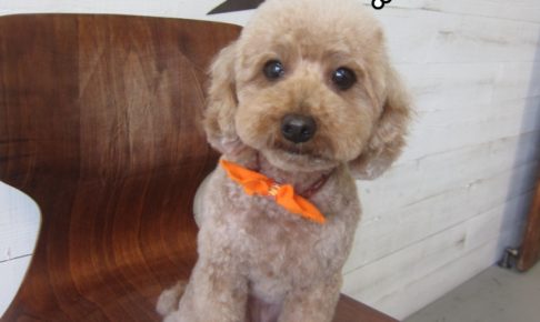 おすましおすわりトイプードル