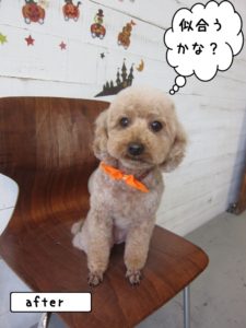 カット後トイプードル