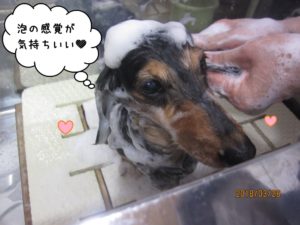 シャンプー中ミニチュアダックス