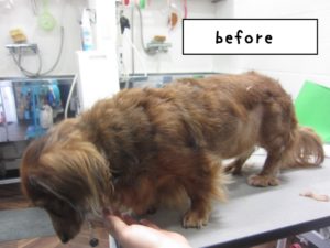 カット前ミニチュアダックス