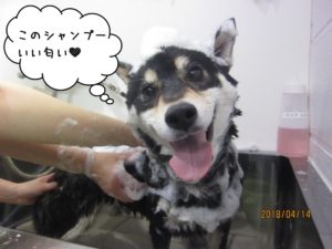 シャンプー中柴犬