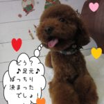 笑顔トイプードル