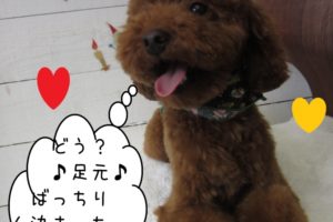 笑顔トイプードル