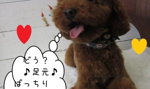 笑顔トイプードル