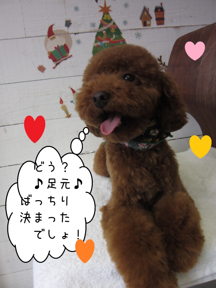 笑顔トイプードル