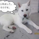 くつろぎ施術前紀州犬