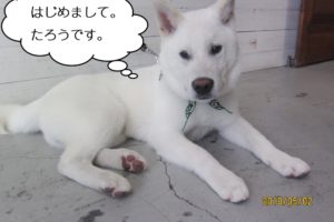 くつろぎ施術前紀州犬