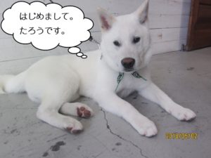 くつろぎ施術前紀州犬