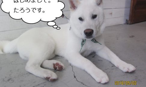くつろぎ施術前紀州犬